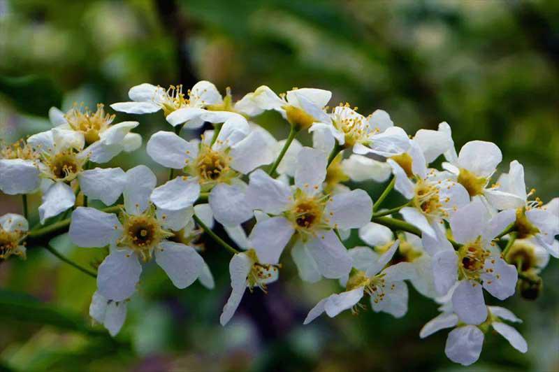 稠李子花