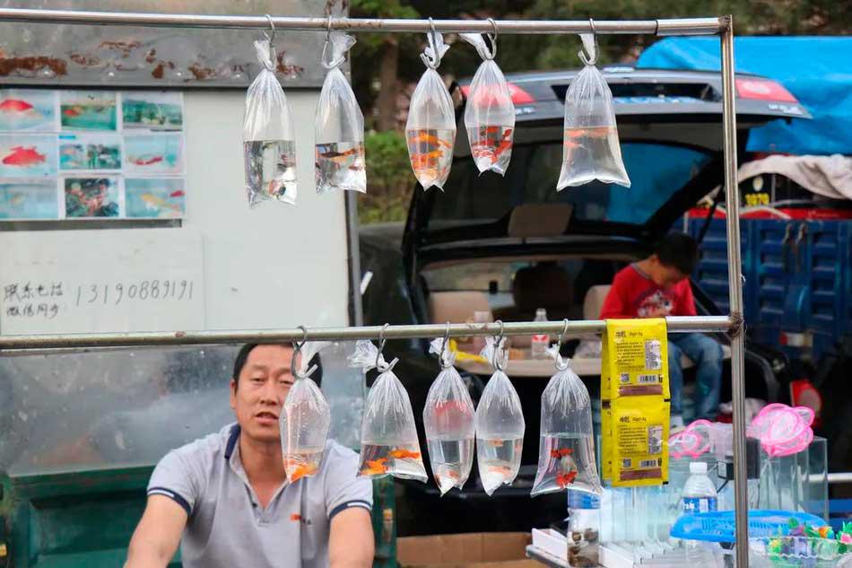 “小金鱼,来两条吧”